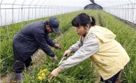 일본에 퍼지는 당진의 '프리지어' 향기