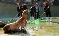 [포토] '첨벙첨벙' 청소가 즐거운 바다사자!
