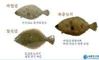 30% 성장 빠른 슈퍼넙치 세계최초 개발..종자국 지위 