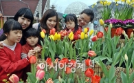 [포토] 봄을 부르는 튤립 향기!