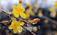 [포토] 봄비가 반가운 개나리