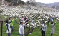 중랑구 황실배 농장 가서 봉사활동 해볼까?