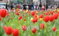 [포토] 광화문에 핀 형형색색의 튤립!