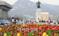 [포토] 광화문 봄꽃 활짝!