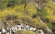 성동구, 응봉산 개나리 축제 열어 