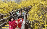 [포토] 봄의 전령 개나리 꽃이 활짝!