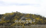 [포토] 응봉산은 봄의 물결