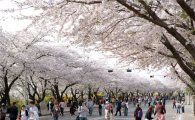 여의도 벚꽃 축제, 4일부터 10일까지 '컬러풀 이즈 원더풀' 