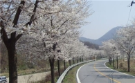 [여행]한적하게 벚꽃 즐길 수 있는 숨은 명소 BEST 3