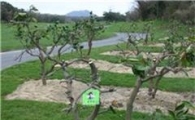 제주 라온, 감귤나무 '무료 분양'