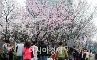 [포토] 벚꽃축제는 연기 됐지만..
