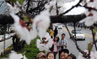 [포토] 서울에 핀 벚꽃