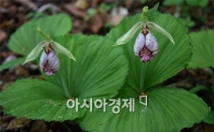 광릉요강꽃이 뭐길래··이중 삼중 특급 보호