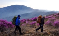 [여행]소백산 비로봉·남원 바래봉 6월초에 가면···