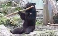 쿵후하는 반달가슴곰, 유튜브서 인기몰이