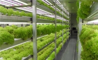 도심에서 재배한 '식물공장'농산물 나왔다
