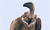 독수리, 월드컵 탓에 멸종 위기?