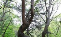 충주 하늘재 ‘김연아 빼닮은 나무’ 화제 