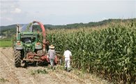 논에서도 ‘사료용 옥수수’ 대량 재배  
