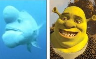 세계에서 가장 못 생긴 물고기 '슈렉'