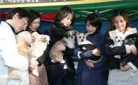 마포구, 애완견 무료 분양