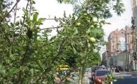 강서구, 화곡로에 사과나무를 심다