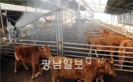 유통가·음식점, 구제역 길어질까 '노심초사'
