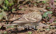 독도서 쇠종다리 등 희귀 조류 서식 최초 확인