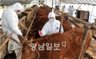 [창의영토를 넓히자]구제역, 죽이지 않고 막는 방법은?
