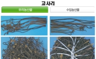 국산 농산물과 외국산 구별법 ②채소류