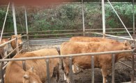 홍삼, 해양심층수 먹여 키운 ‘쇠고기’ 개발