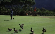 [김맹녕의 골프기행] "필드서 진짜 레임덕을?" 하와이 올로마나