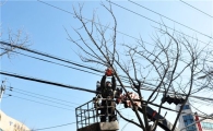 동대문구, 가로수 가지 치기한다