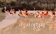 [포토] 봄을 맞이하는 홍학춤
