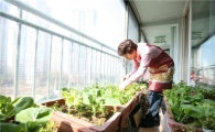 강동구, 집집마다 텃밭 가꾼다