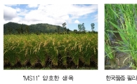 농진청 개발한 온대벼 'MS11', 아열대지역 휩쓸다