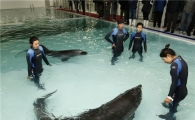 [레저]63시티, 돌고래 수송 특별작전