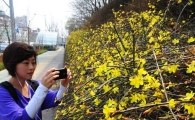 [포토] 개나리 활짝