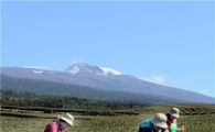 [포토]외국인도 반해버린 제주 첫 녹차