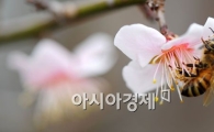 [포토] 꽃구경도 식후경