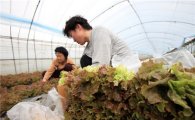 친환경유기농법 ‘서산 황토상추’ 인기