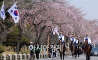 [포토]벚꽃 기마대