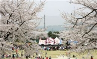 제일 "벚꽃보러 오세요~"