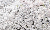 [포토] 즐거운 벚꽃 데이트