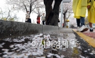 [포토]봄을 시샘하는 봄비