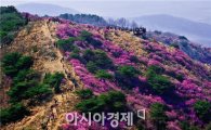 "서울서 한시간만 달리면 진달래 꽃 천국"