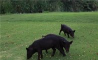 [김맹녕의 골프기행] "멧돼지가 나타났다" 하와이 펄