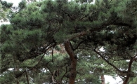 도봉구, 소나무재선충병 유입 차단