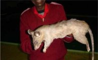 남아프리카, 아이 2명 잡아먹은 '괴물쥐'로 '충격과 공포'