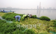[포토] '한강 물 먹은 미나리 수확 합니다~'